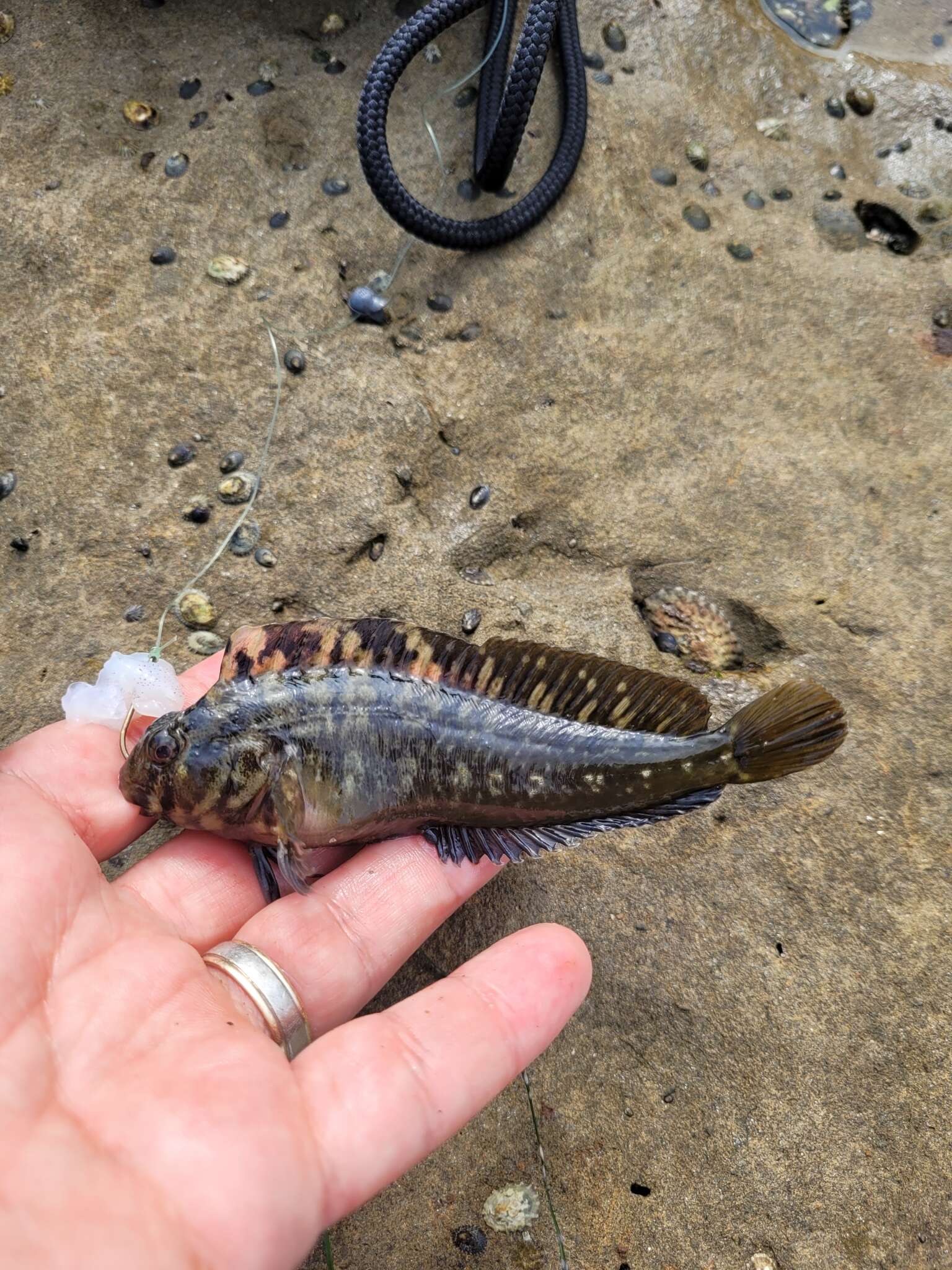 Image of Notchbrow blenny