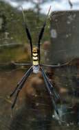 صورة Trichonephila fenestrata (Thorell 1859)