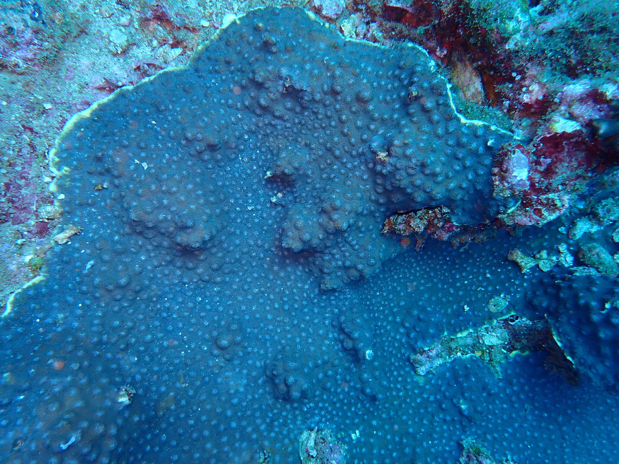 Image of hedgehog coral