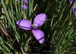 Image of Patersonia fragilis (Labill.) Asch. & Graebn.