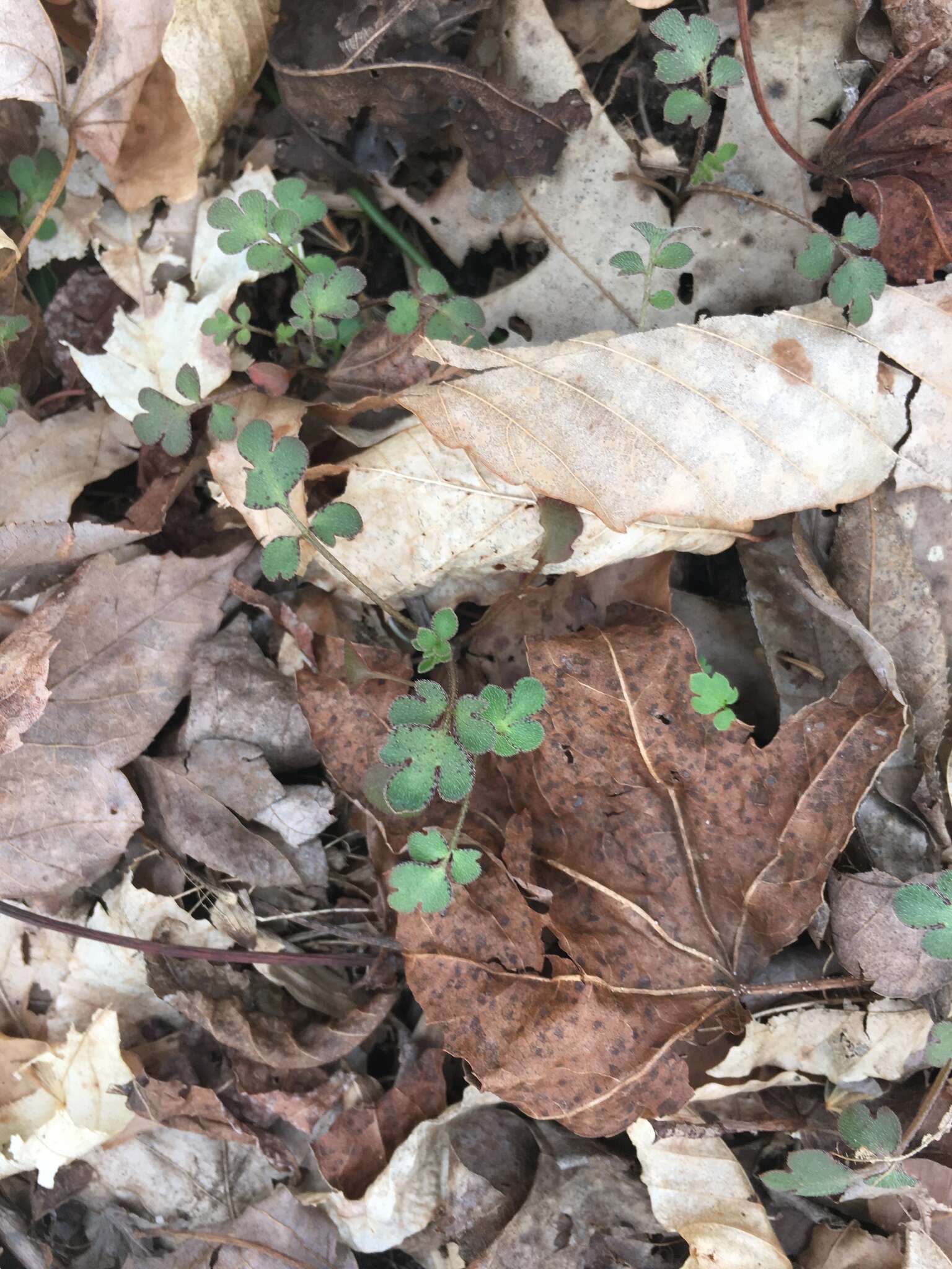 Image of Buttercup Scorpion-Weed