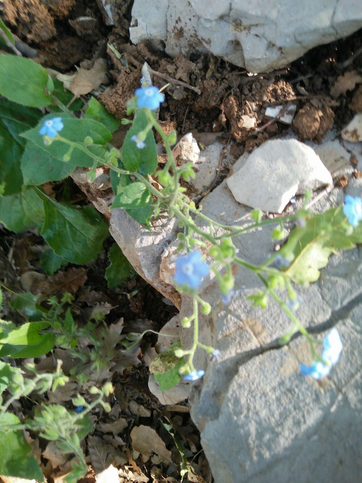 Plancia ëd Brunnera orientalis (Schenk) I. M. Johnst.