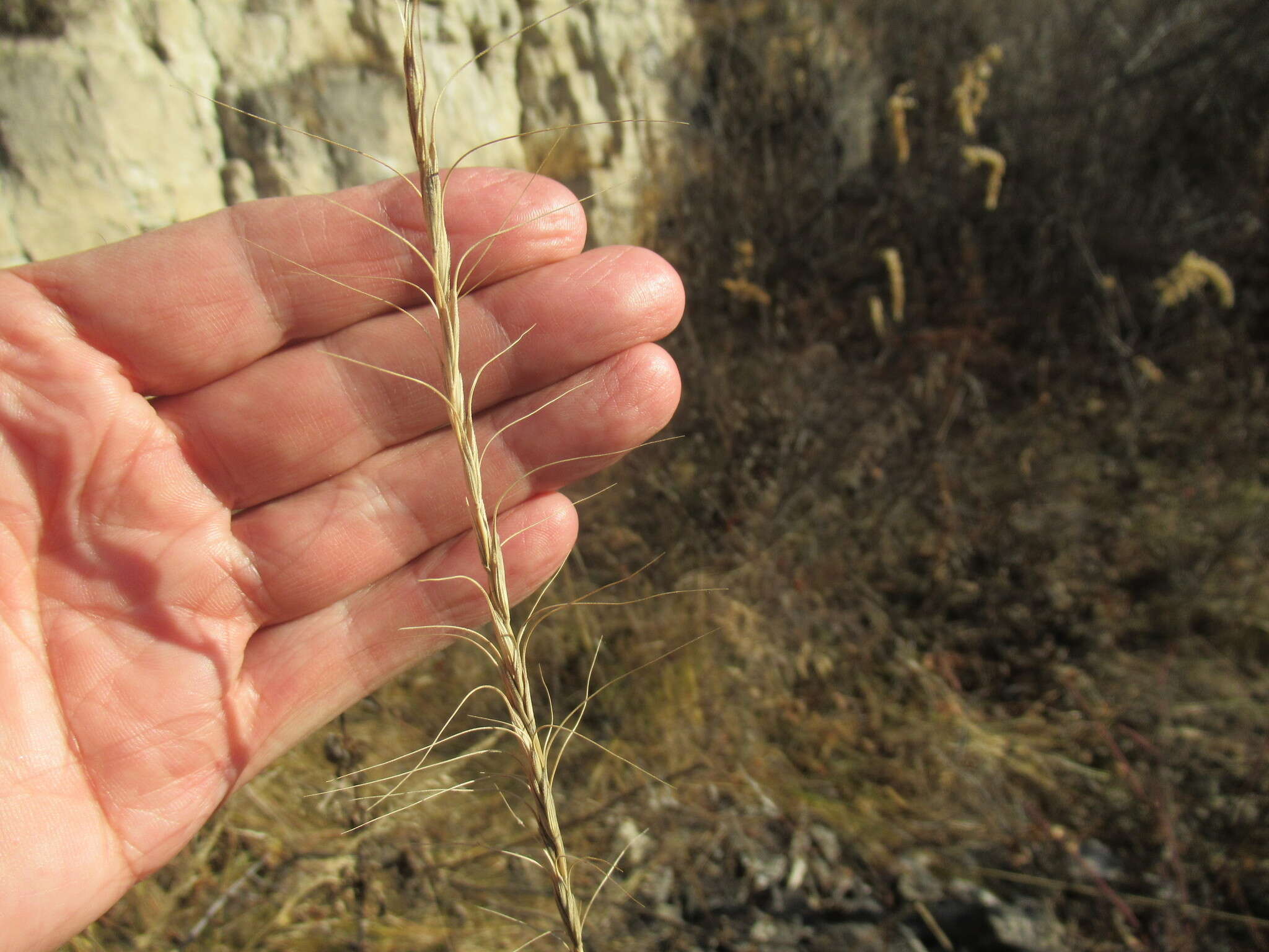 Слика од Elymus gmelinii (Trin.) Tzvelev