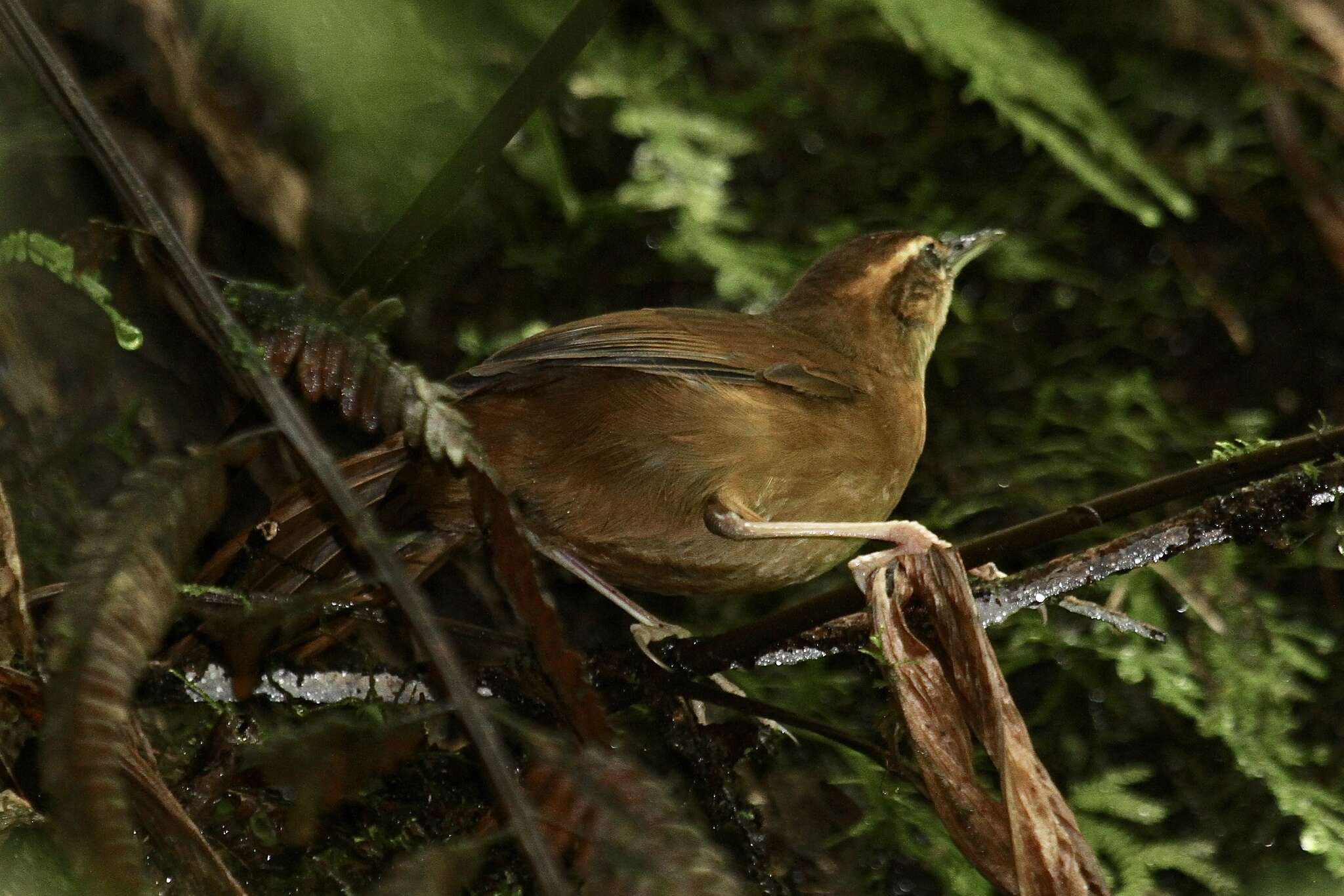 Image of Long-legged Thicketbird