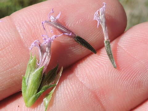 Image of blazing star