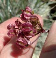 Imagem de Pteryxia terebinthina var. californica (Coult. & Rose) Mathias