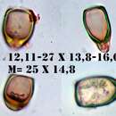 Image of Puccinia galactitis P. Syd. & Syd. 1902