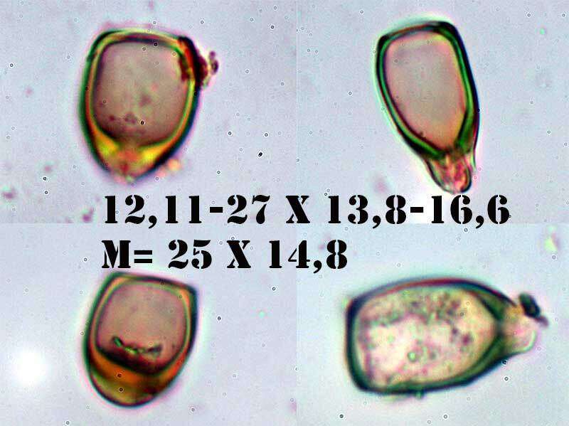 Image of Puccinia galactitis P. Syd. & Syd. 1902