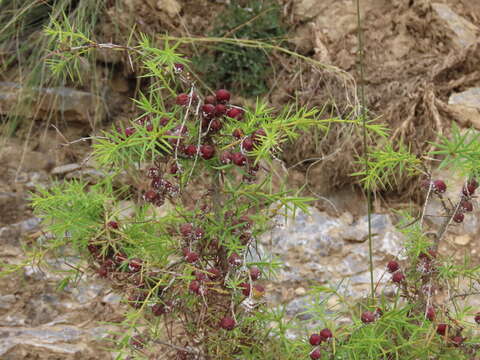 Imagem de Juniperus oxycedrus subsp. oxycedrus