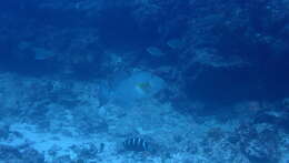 Image of Bluespotted Triggerfish