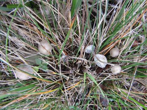 Image of Mycena pseudopicta (J. E. Lange) Kühner 1938