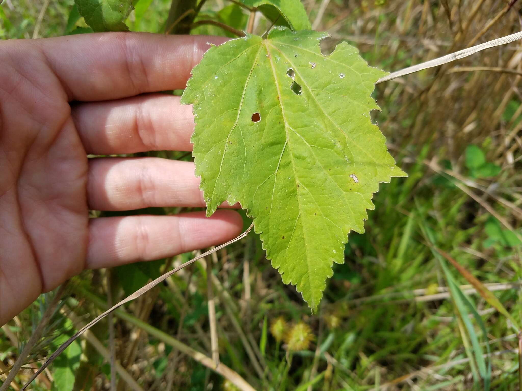 Image of halberdleaf rosemallow