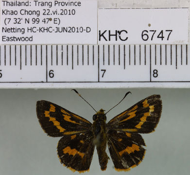 Image of <i>Potanthus mingo</i> Edwards 1866