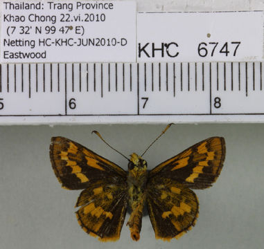 Image of <i>Potanthus mingo</i> Edwards 1866