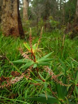 Sivun Leucopogon verticillatus R. Br. kuva