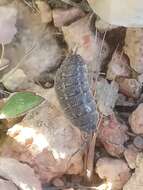 Image of Porcellio variabilis Lucas 1849