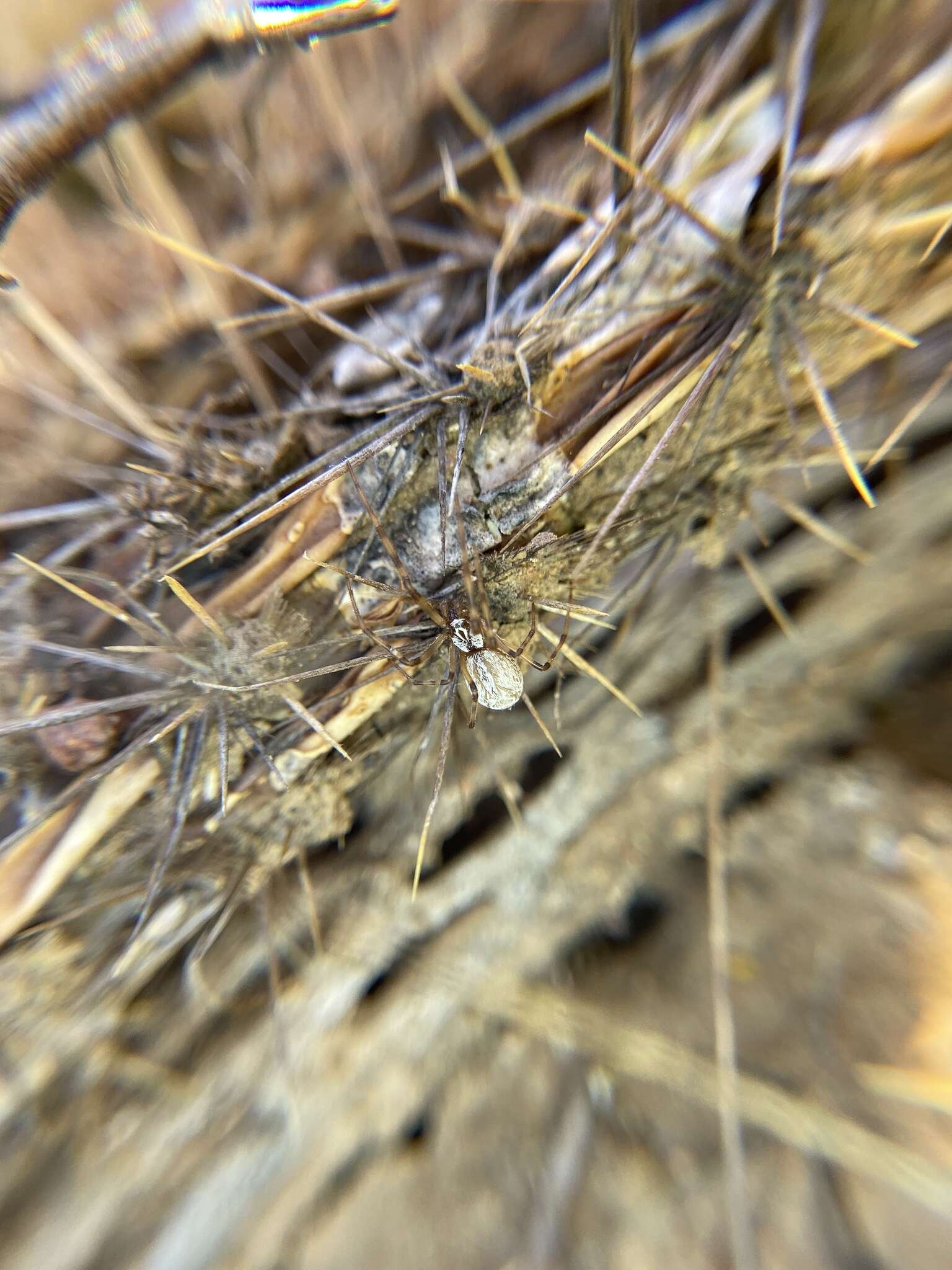Image of coneweb spiders