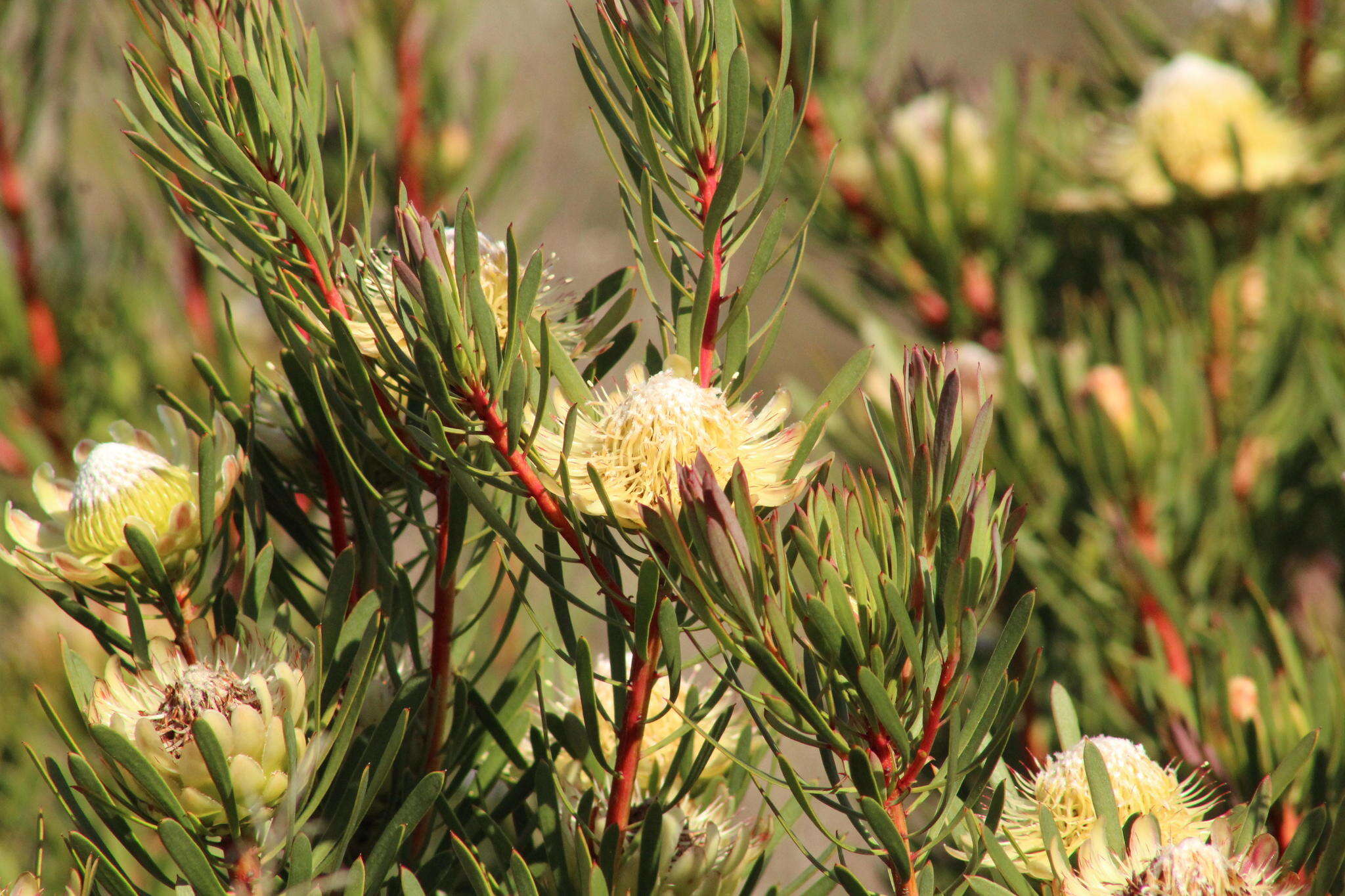 Plancia ëd Protea scolymocephala (L.) Reich.