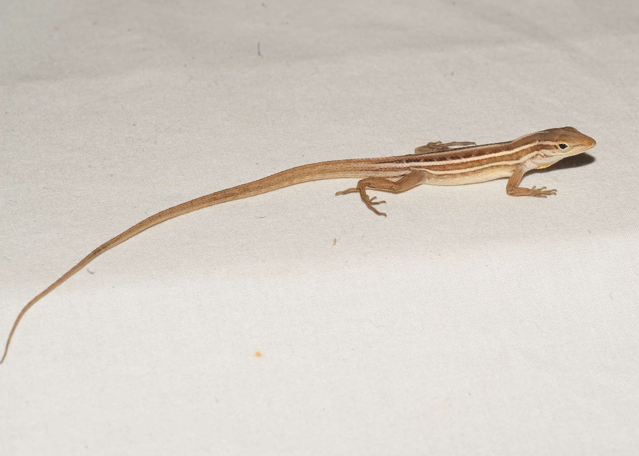 Image of Five-striped grass anole