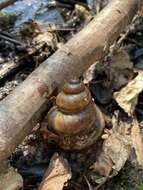 Image of Lister's River Snail