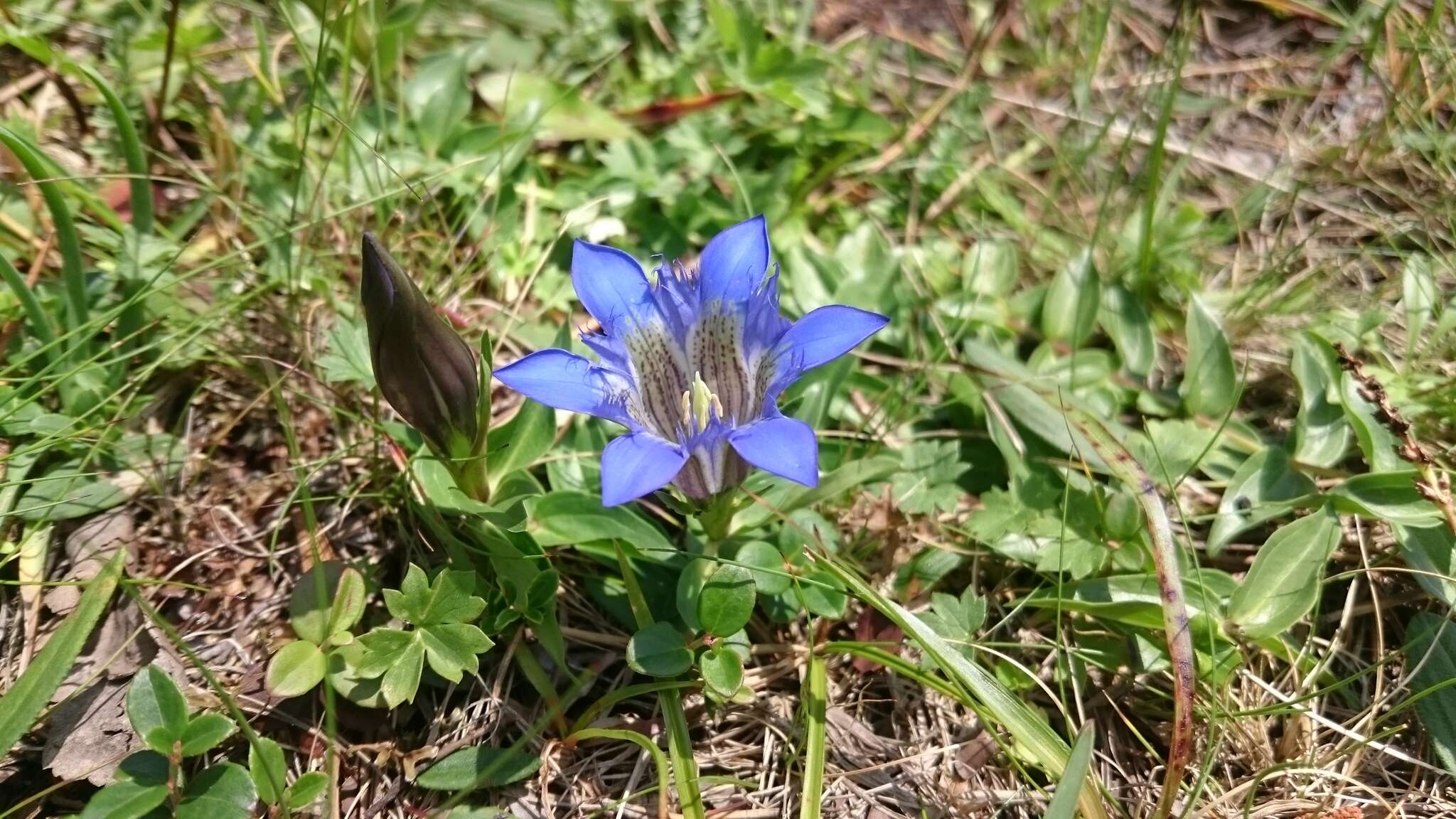 Image of crested gentian