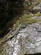 Image of Painted Tree Iguana