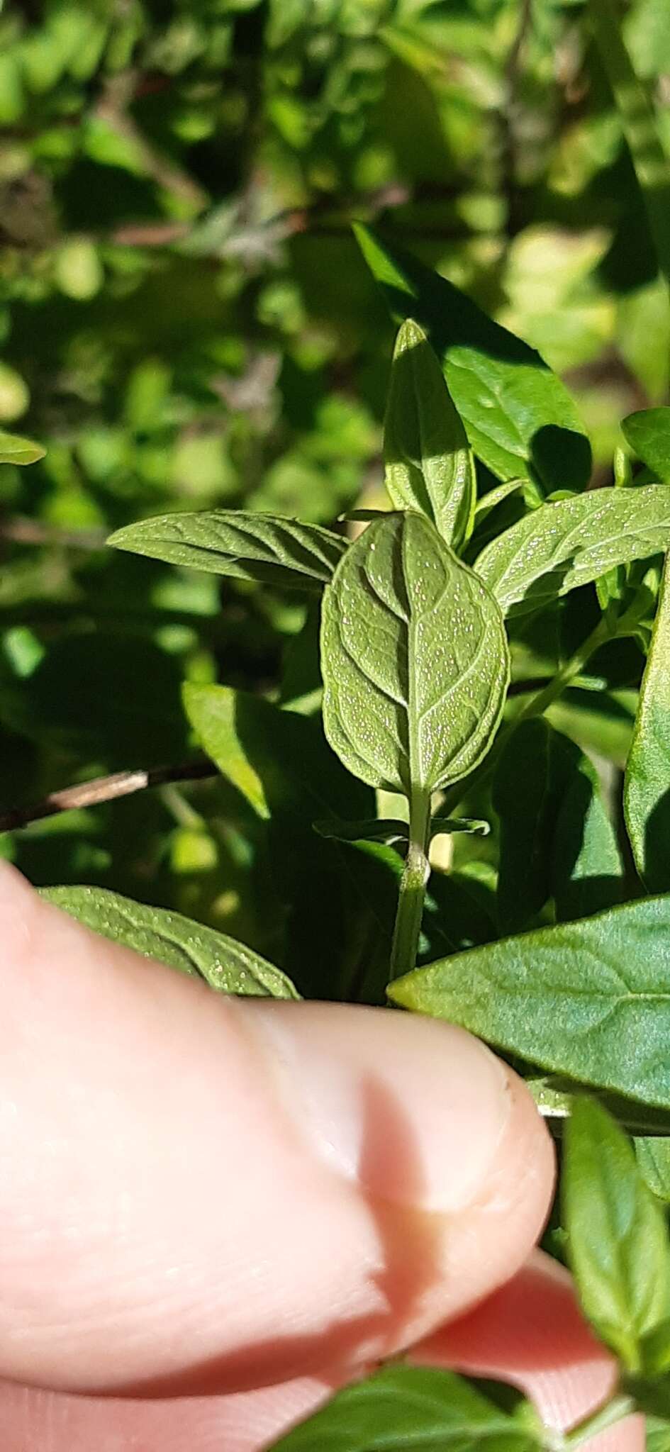 Image of Mentha australis R. Br.