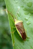 Image of <i>Neojurtina typica</i> Distant 1921