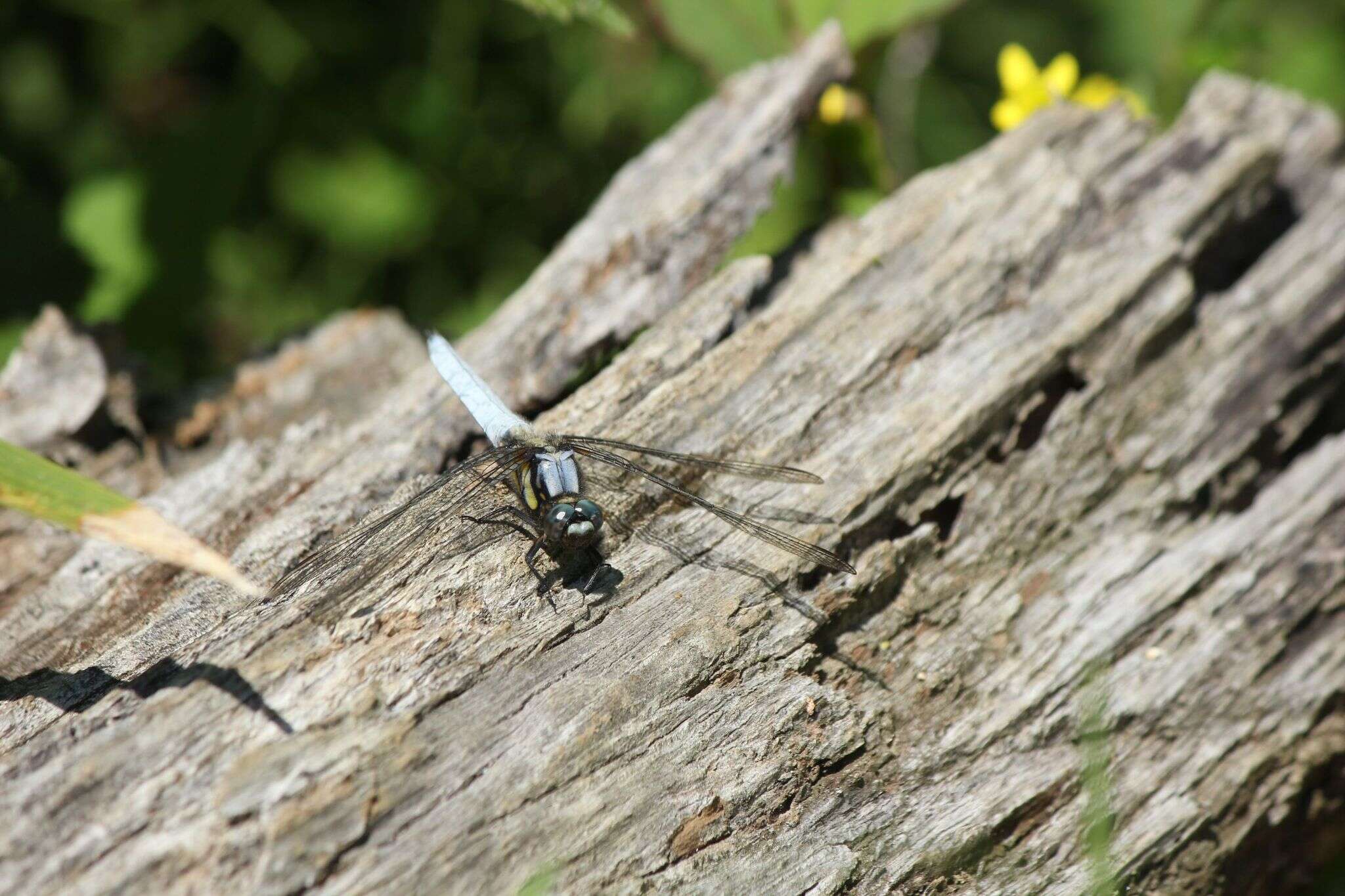 Imagem de Orthetrum japonicum (Uhler 1858)