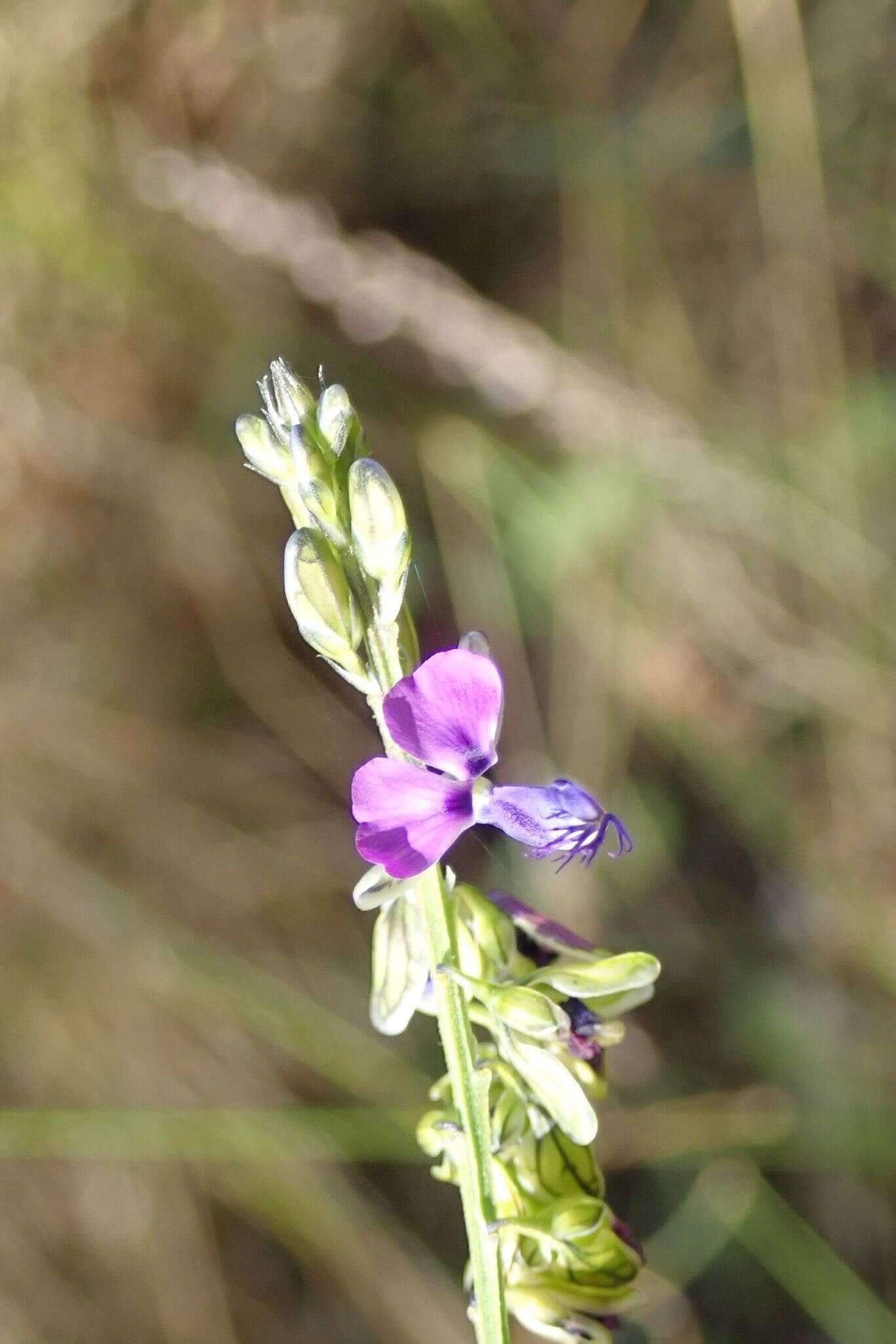 Polygala uncinata E. Mey. ex Meisn.的圖片