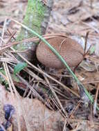 Image of Cortinarius pholideus (Lilj.) Fr. 1838