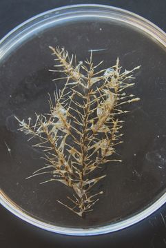 Image of Cladopathidae