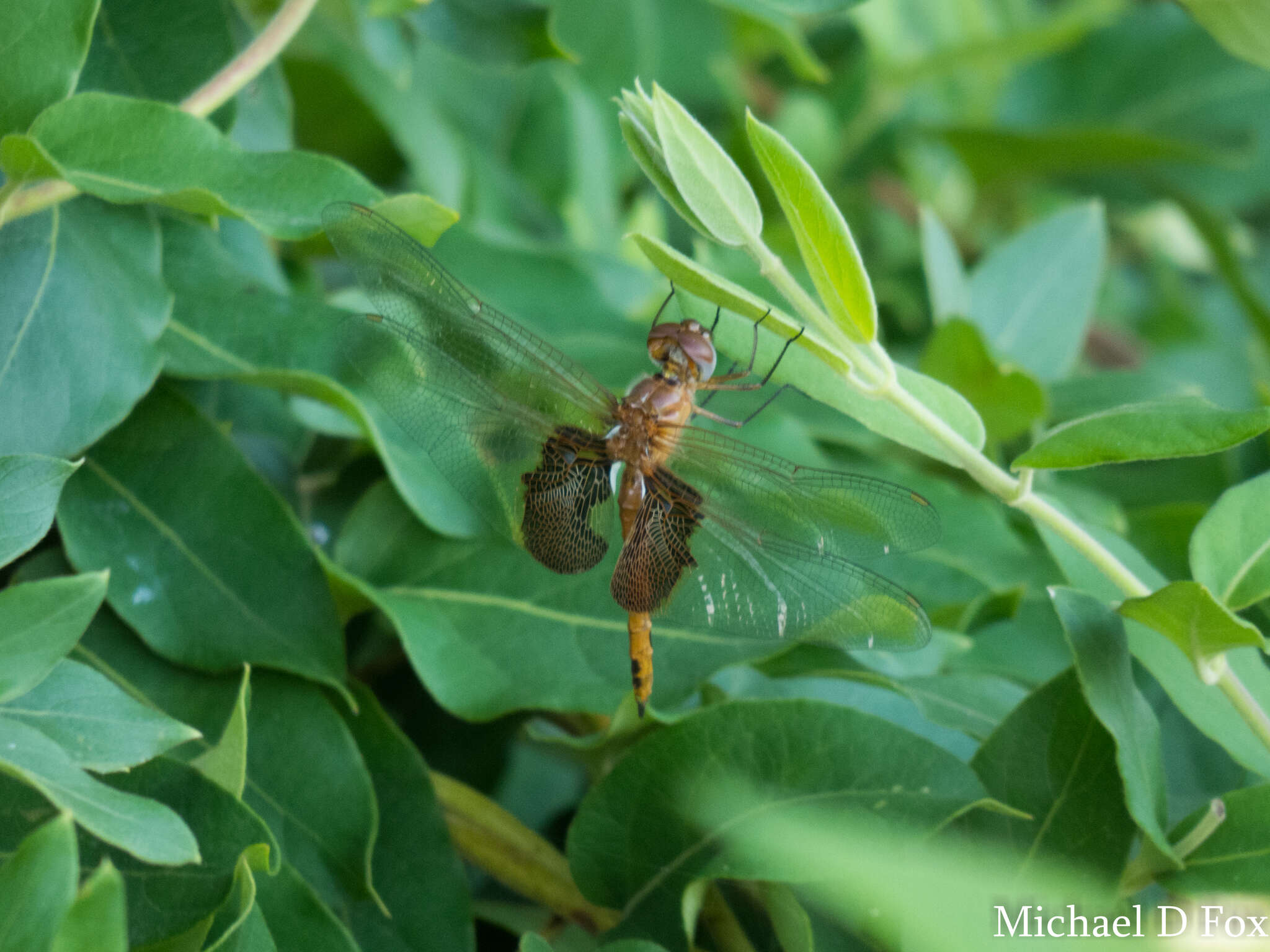 Image of Red Saddlebags