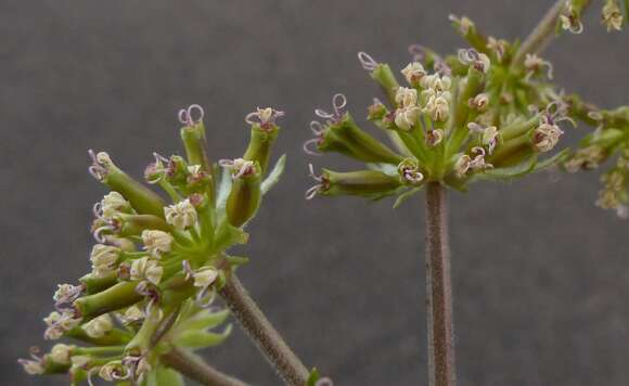 Image of bigseed biscuitroot