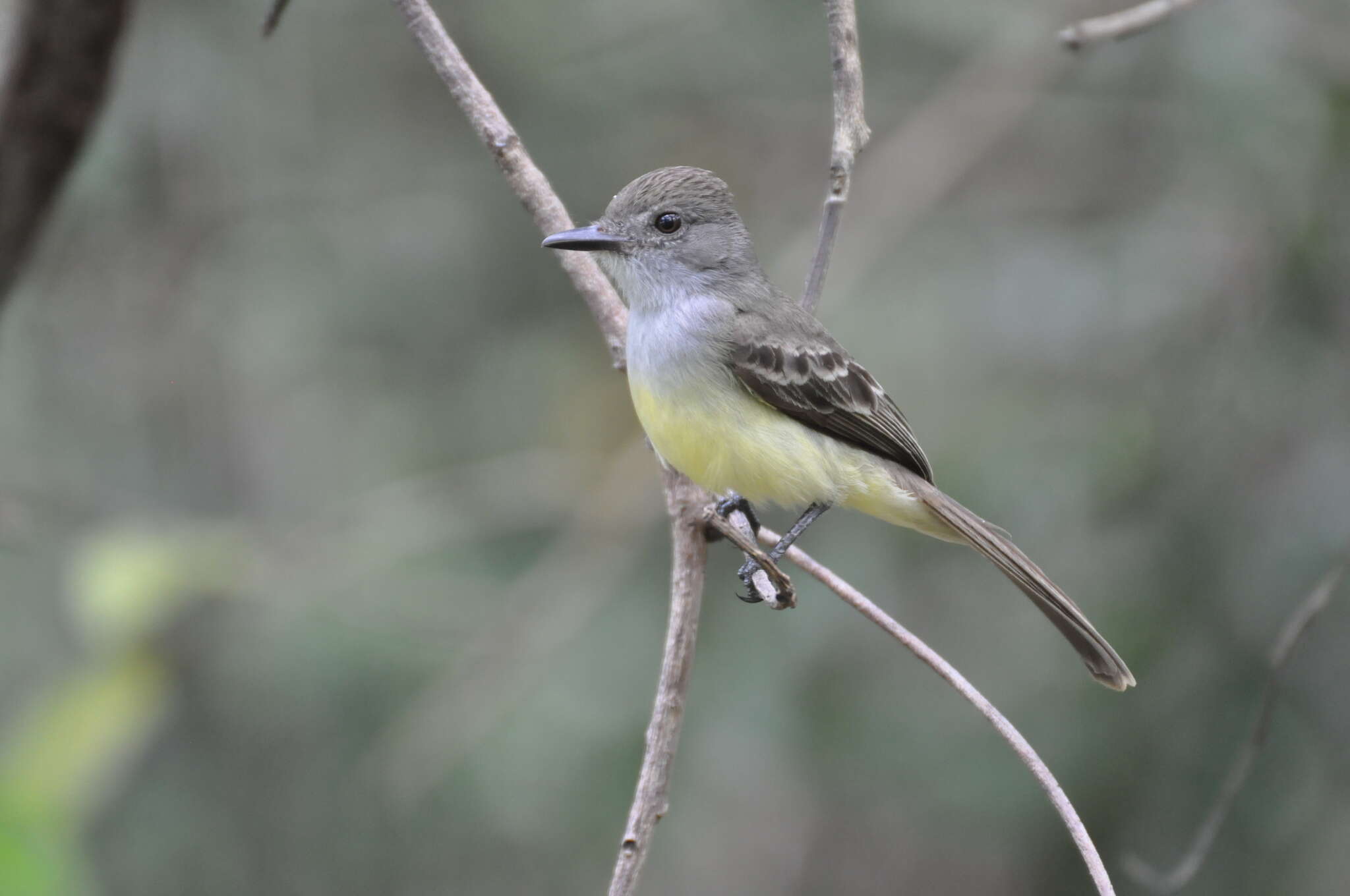 Image of Swainson's Flycatcher