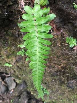 Image of palm fern