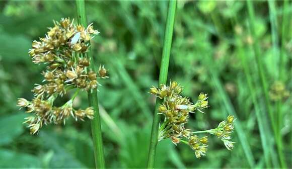 صورة Juncus effusus subsp. effusus