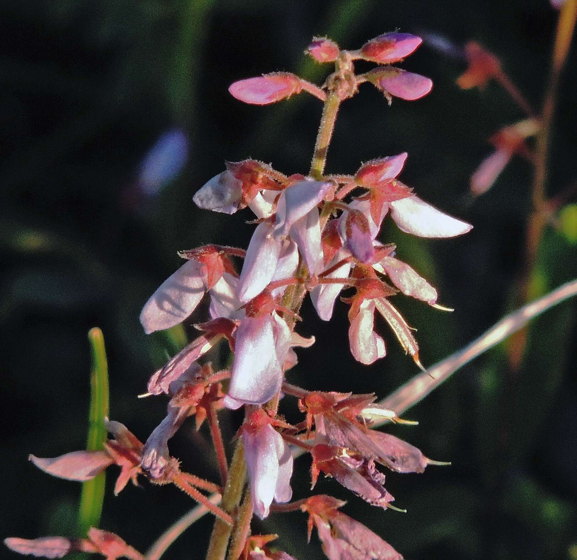 Image of Silverleaf Desmodium