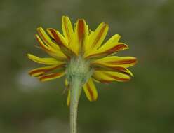 Image of Scorzonera villosa subsp. villosa