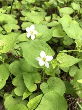 Viola canadensis var. scopulorum A. Gray的圖片