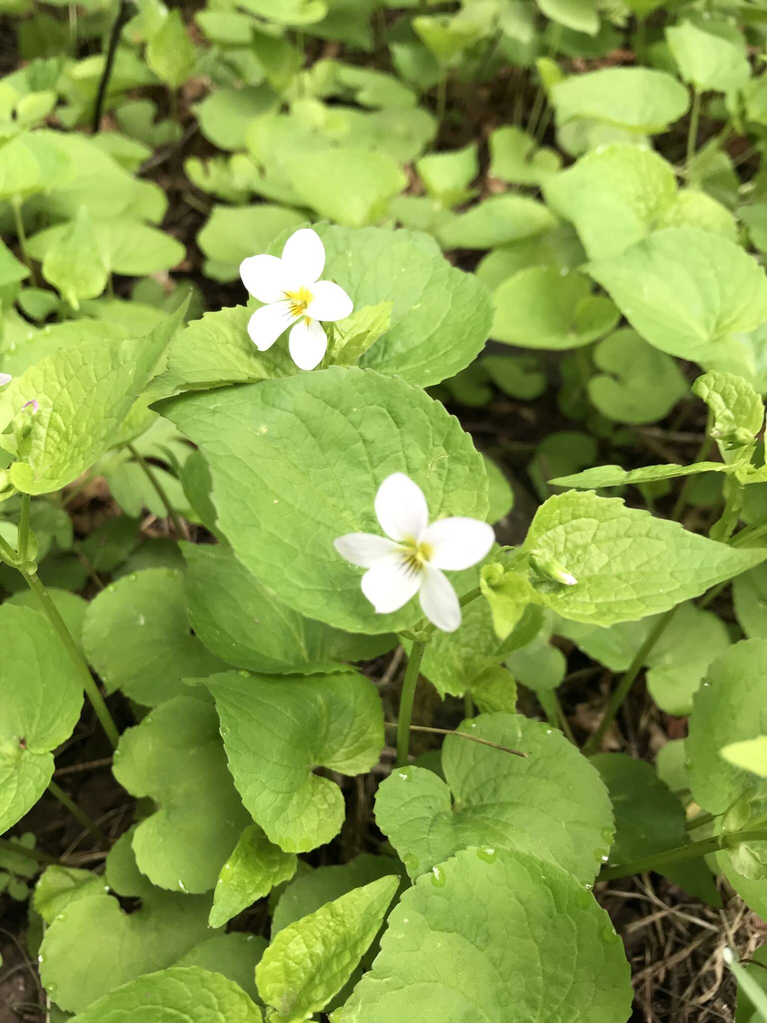 Imagem de Viola canadensis var. scopulorum A. Gray