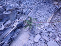 Imagem de Brassica elongata subsp. pinnatifida (Schmalh.) Greuter & Burdet