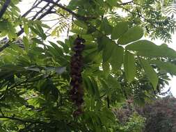 Plancia ëd Pterocarya rhoifolia Sieb. & Zucc.