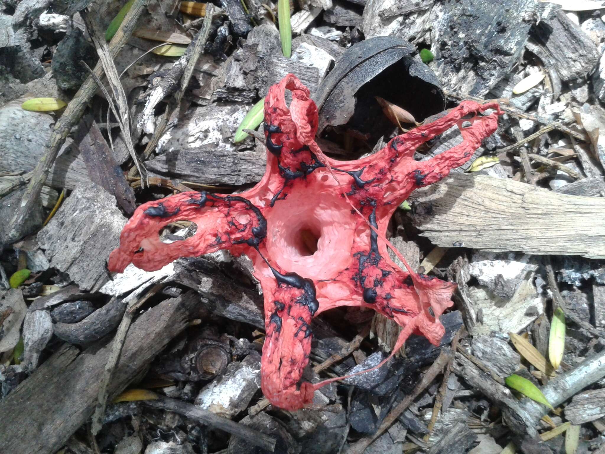 Image of octopus stinkhorn