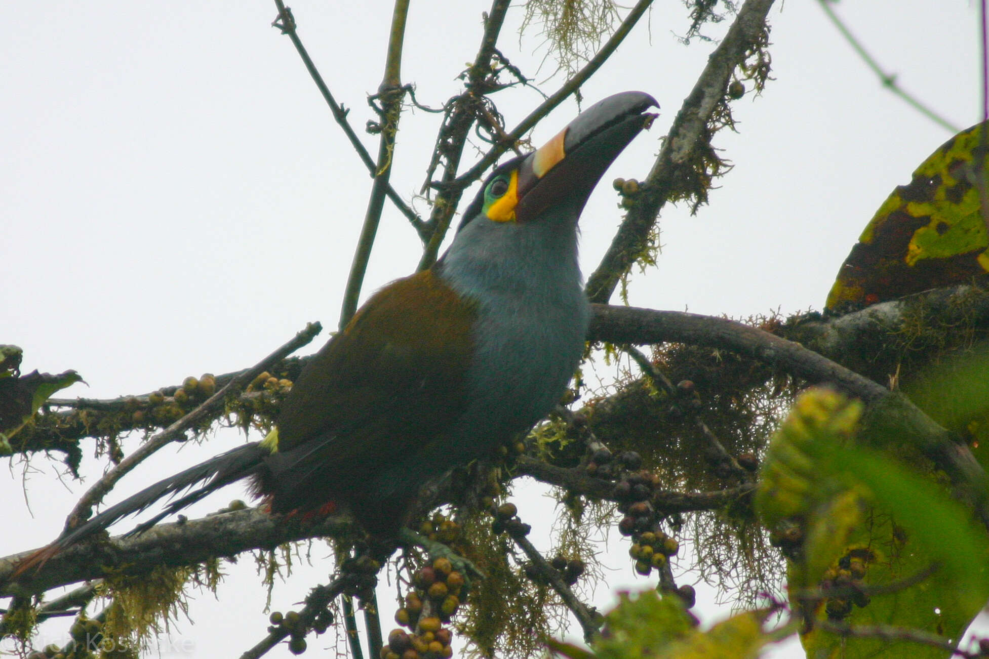 Image of Plate-billed Mountain Toucan