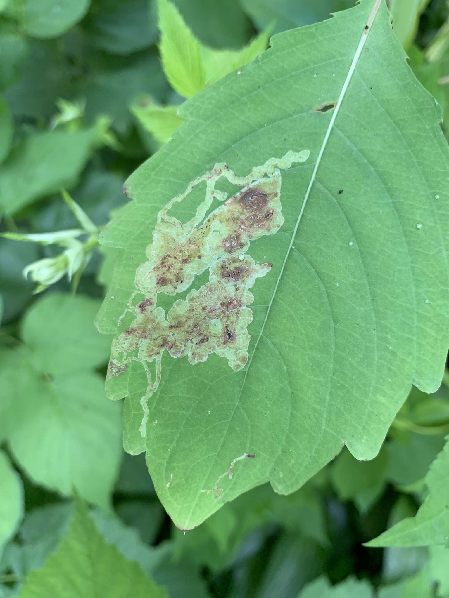 Image of Jewelweed Leafminer