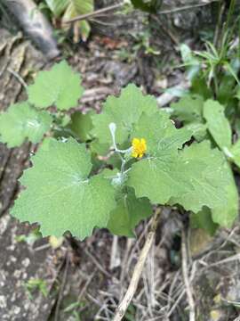 Image of Cineraria albicans N. E. Br.