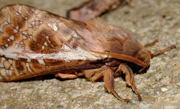 Image of Oxycanus australis Walker 1856