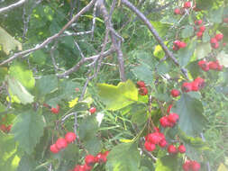 Image of fireberry hawthorn