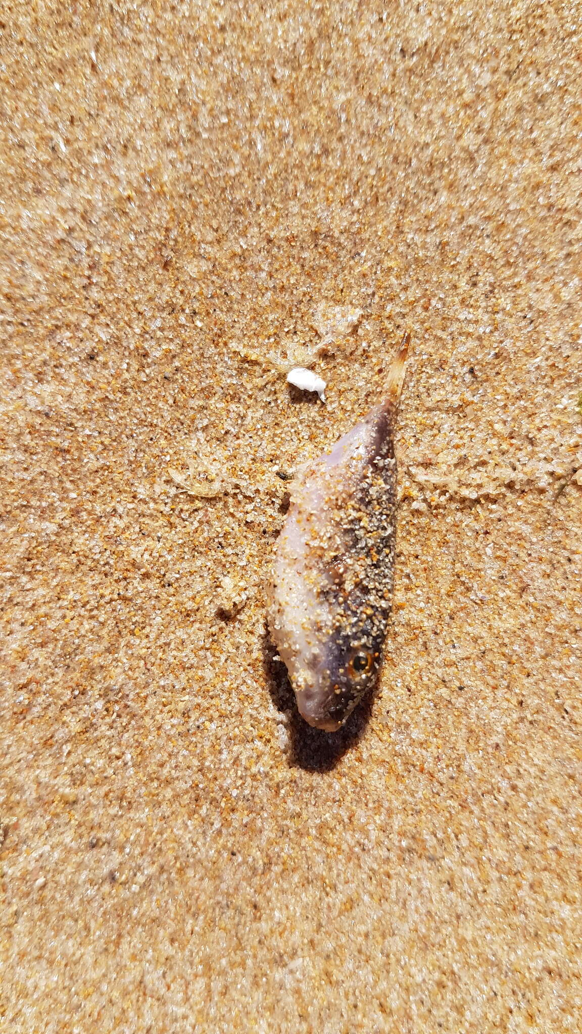 Image of Balloonfish